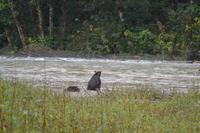 Bärenbeobachtung (11)