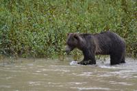 Bärenbeobachtung (12)