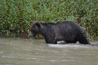 Bärenbeobachtung (13)