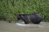 Bärenbeobachtung (15)