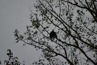 Bärenbeobachtung (17)