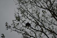 Bärenbeobachtung (18)