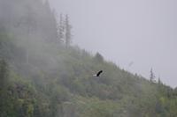 Bärenbeobachtung (19)