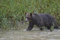 Bärenbeobachtung (21)
