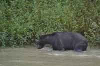 Bärenbeobachtung (23)