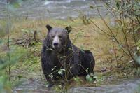 Bärenbeobachtung (24)