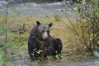 Bärenbeobachtung (25)