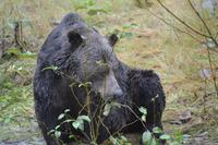 Bärenbeobachtung (26)