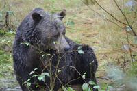 Bärenbeobachtung (27)