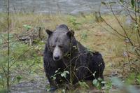 Bärenbeobachtung (28)