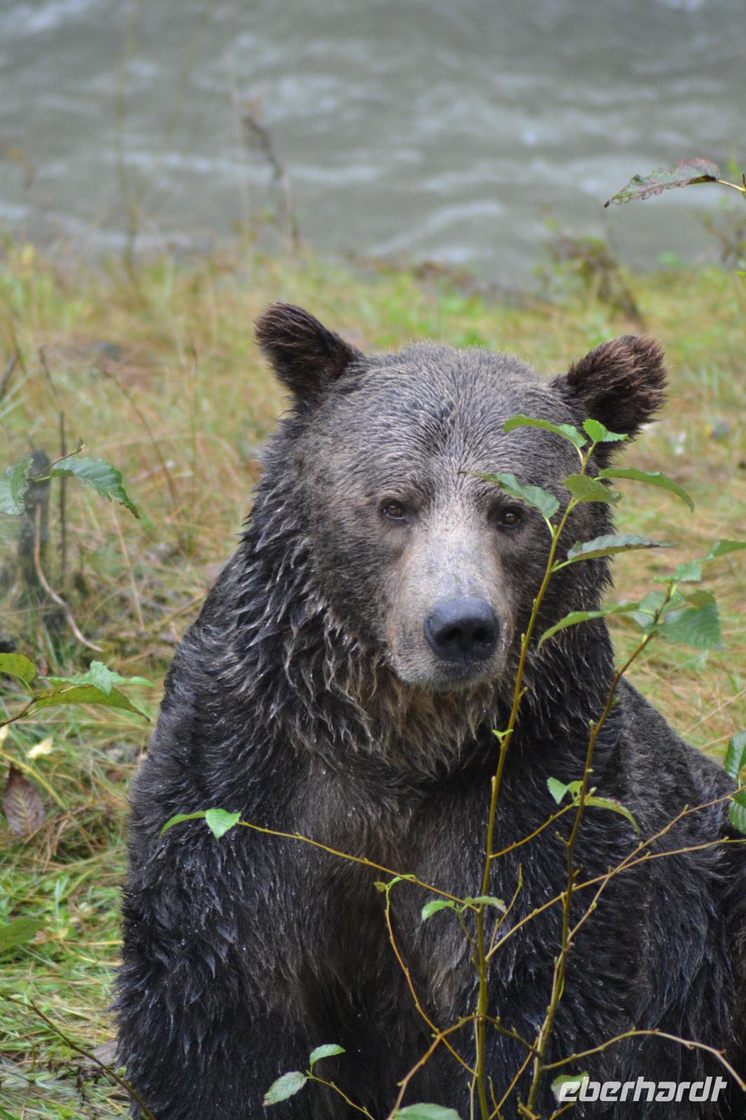 Bärenbeobachtung (29)