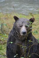 Bärenbeobachtung (29)