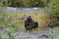 Bärenbeobachtung (30)