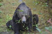 Bärenbeobachtung (32)