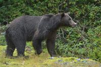 Bärenbeobachtung (33)