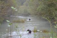 Bärenbeobachtung (35)