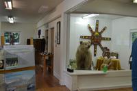 Bärenbeobachtung (36)