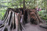 Cathedral Grove (1)