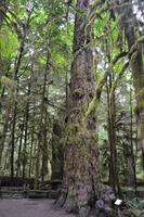 Cathedral Grove (5)
