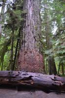Cathedral Grove (6)