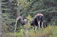 Elche im Jasper Nationalpark  (2)