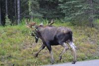 Elche im Jasper Nationalpark (1)