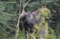 Elche im Jasper Nationalpark (2)