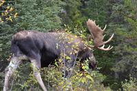 Elche im Jasper Nationalpark (3)