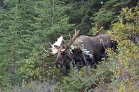 Elche im Jasper Nationalpark (5)