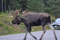Elche im Jasper Nationalpark (6)