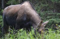 Elche im Jasper Nationalpark (7)