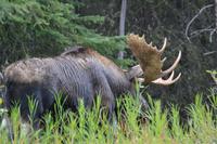 Elche im Jasper Nationalpark (9)