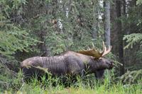 Elche im Jasper Nationalpark (11)