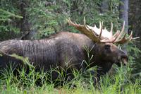 Elche im Jasper Nationalpark (12)