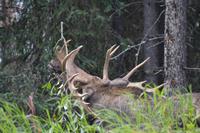 Elche im Jasper Nationalpark