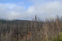 Jasper Nationalpark (2)