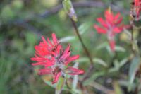 Jasper Nationalpark (3)