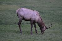 junger kanadischer Hirsch (4)