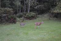 Nachbarn Quadra Island