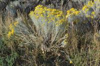 Rocky Mountains (35)