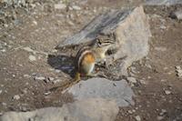 Streifenhörnchen (1)