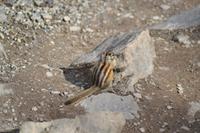 Streifenhörnchen (2)