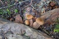Wanderung am Green mt Tower (1)