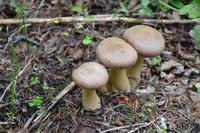 Wanderung am Green mt Tower (2)