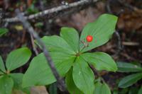 Wanderung am Green mt Tower (3)