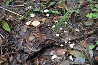 Wanderung am Green mt Tower (5)