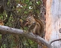 fleissiges Eichhoernchen