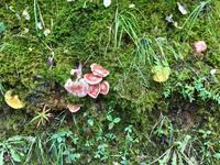 Herbst - Pilze aller Art