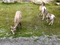 Krummhornschafe neben der Strasse