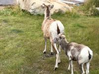 ich komm doch gleich